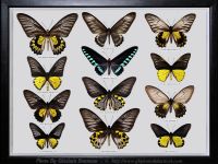 My-Collection-Box-9-Trogonoptera-and-Troides