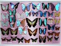 My-Collection-temporary-Box-full