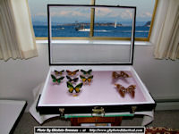 My-Collection-temporary-Box