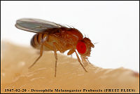 1947-02-20-Drosophila-melanogaster-Proboscis