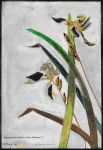 Ray-Tracy-Cartoon-13-1940-Flower-Watercolour-2-6x8.25