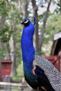 Photo-Beacon-Hill-Park-102-Peacock-Bird-2012-06-26