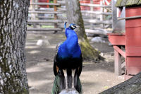Photo-Beacon-Hill-Park-105-Peacock-Bird-2012-06-26