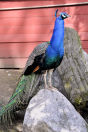 Photo-Beacon-Hill-Park-108-Peacock-Bird-2012-06-26