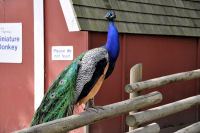 Photo-Beacon-Hill-Park-112-Peacock-Bird-2012-06-26