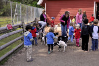 Photo-Beacon-Hill-Park-124-Pygmy-Goats-2012-06-26