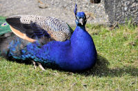 Photo-Beacon-Hill-Park-128-Peacock-Bird-2012-06-26