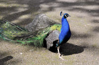 Photo-Beacon-Hill-Park-131-Peacock-Bird-2012-06-26