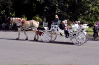 Photo-Beacon-Hill-Park-155-A-Casual-Promenade-in-the-Park-2012-06-26