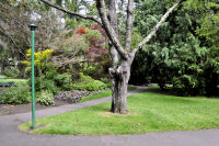 Photo-Beacon-Hill-Park-27-Trail-2012-06-19