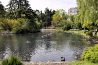 Photo-Beacon-Hill-Park-47-Ducks-Ducks-Ducks-2012-06-19