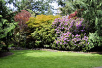 Photo-Beacon-Hill-Park-75-Nice-Bush-2012-06-19