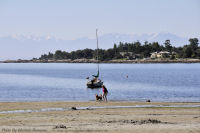 Photo-Cadboro-Bay-1-2011-07-30-Dogs-on-the-Beach