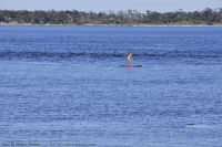 Photo-Cattle-Point-12-Victoria-B.C-2011-09-03-Surfboard-Girl-at-Cattle-Point