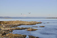 Photo-Cattle-Point-21-Victoria-B.C-2011-09-03-Mt-Baker-from-Cattle-Point