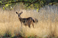 Fisgard-Lighthouse-7-2011-09-11-Deer-at-Fort-Rodd-Hill-Fisgard-Lighthouse