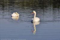 Ocean-Blvd-08-2011-09-04-White-Swans-at-Ocean-Blvd-Victoria-B.C