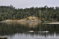 Ocean-Blvd-27-2011-09-18-Canada-Goose-at-Ocean-Boulevard-Lagoon-Victoria-B.C