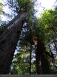 Photo-Rain-Forest-16-Trail-A-2009-01-14-69-Ucluelet,B.C