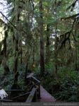 Photo-Rain-Forest-20-Trail-A-2009-01-14-74-Ucluelet,B.C
