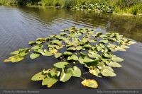 Photo-SWAN-Lake-39-SWAN-LAKE-2014-06-05