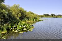Photo-SWAN-Lake-40-SWAN-LAKE-2014-06-05