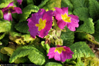 Photo-Saxe-Point-Park-27-2011-10-23-Flowers-at-the-Park