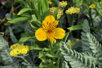 Photo-Saxe-Point-Park-32-2011-10-23-Flowers-at-the-Park