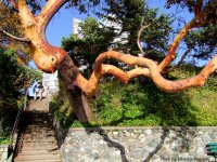 Photo-Victoria-108-2009-10-24-BAY-WEST-SEA-WALKWAY-VICTORIA