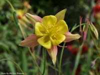 Photo-flower-101-Butchart-Gardens-2010-05-17-FLOWER-VICTORIA-B.C