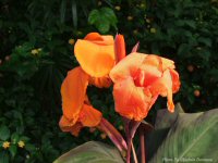 Photo-flower-123-butterfly-garden-2010-06-25-FLOWER-VICTORIA-B.C