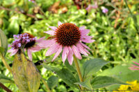 Photo-flower-132-Esquimalt-Gorge-Park-2011-10-15-Flowers-Victoria-B.C
