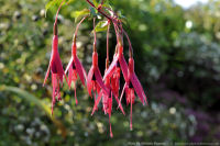 Photo-flower-142-Esquimalt-Gorge-Park-2011-10-16-Flowers-Victoria-B.C