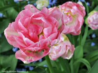 Photo-flower-93-Butchart-Gardens-2010-05-17-FLOWERS-VICTORIA-B.C