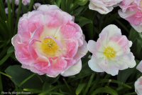 Photo-flower-95-Butchart-Gardens-2010-05-17-FLOWERS-VICTORIA-B.C