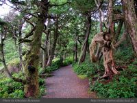photo-East-of-Amphitrite-Lighthouse-14-2008-12-17-111-Near-Ucluelet-B.C.