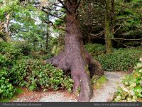 photo-East-of-Amphitrite-Lighthouse-50-2009-01-08-20-Near-Ucluelet-B.C.