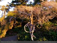 photo-East-of-Amphitrite-Lighthouse-83-2009-01-19-267-After-Sunrise-Near-Ucluelet-B.C.