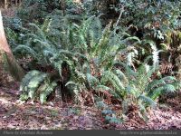 photo-Florencia-Bay-01-2008-12-16-263-TRAIL-TO-FLORENCIA-BAY