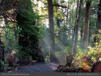 photo-Ocean-West-Trail-10-2009-01-15-42-Ucluelet-B.C.