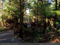 photo-Ocean-West-Trail-11-2009-01-15-28-Ucluelet-B.C.