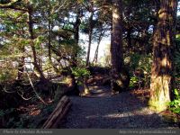 photo-Ocean-West-Trail-22-2009-01-19-28-Ucluelet-B.C.