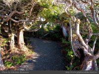 photo-Ocean-West-Trail-29-2009-01-19-39-Ucluelet-B.C.