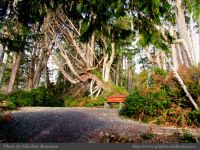 photo-Ocean-West-Trail-31-2008-12-18-155-Ucluelet-B.C.