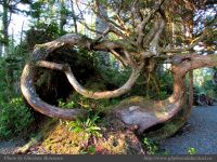 photo-Ocean-West-Trail-39-2009-01-16-13-Ucluelet-B.C.