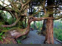 photo-Ocean-West-Trail-40-2009-01-15-18-Ucluelet-B.C.
