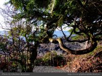 photo-Ocean-West-Trail-41-2009-01-15-60-Ucluelet-B.C.