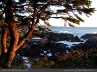 photo-Ocean-West-Trail-43-2008-12-25-492-Ucluelet-B.C.