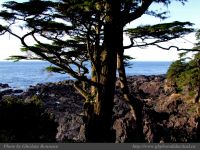 photo-Ocean-West-Trail-47-2009-01-15-57-Ucluelet-B.C.