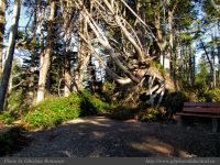 photo-Ocean-West-Trail-53-2009-01-19-41-Ucluelet-B.C.